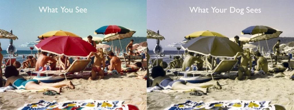 Foto de praia repetida, primeiro com as cores normais e depois com as cores percebidas pelo cão.
