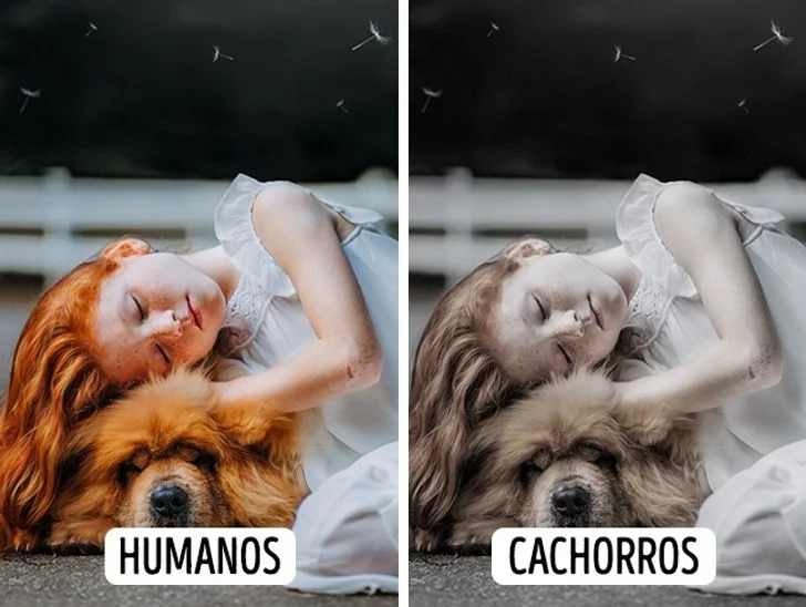 Menina com seu cachorro mostrando a falta de coloração da visão canina