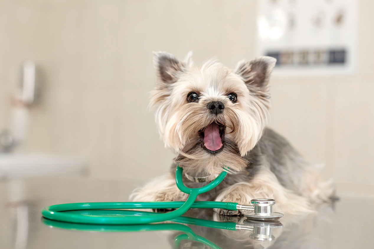 yorkshire terrier em uma banchada de veterinario